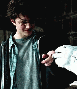 Harry Potter Owl GIF - Harry Potter Owl Hedwig GIFs