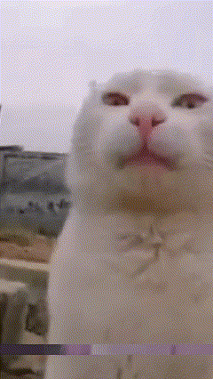 Glitch Cat GIF - Glitch Cat Glitch Cat GIFs