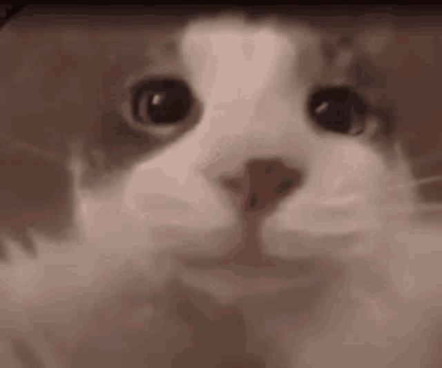 a close up of a cat 's face with a blurred background .