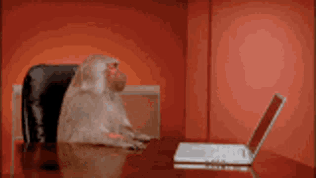 a monkey sits at a desk using a laptop computer
