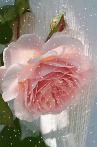a close up of a pink rose with snowflakes falling on it