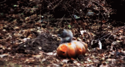 Aux Squirrel GIF - Aux Squirrel GIFs