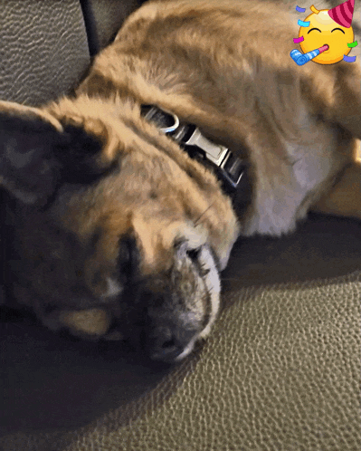 a dog wearing a party hat is sleeping