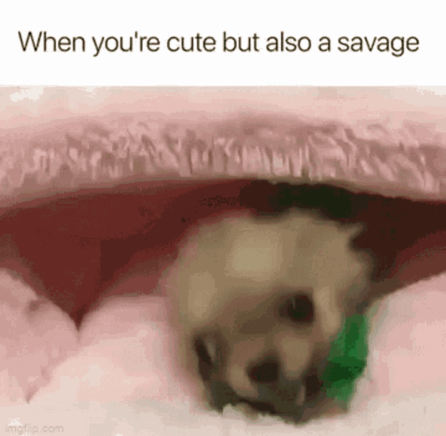 Cute Savage GIF - Cute Savage Feisty GIFs