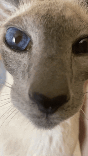 a close up of a cat 's face with blue eyes looking at the camera