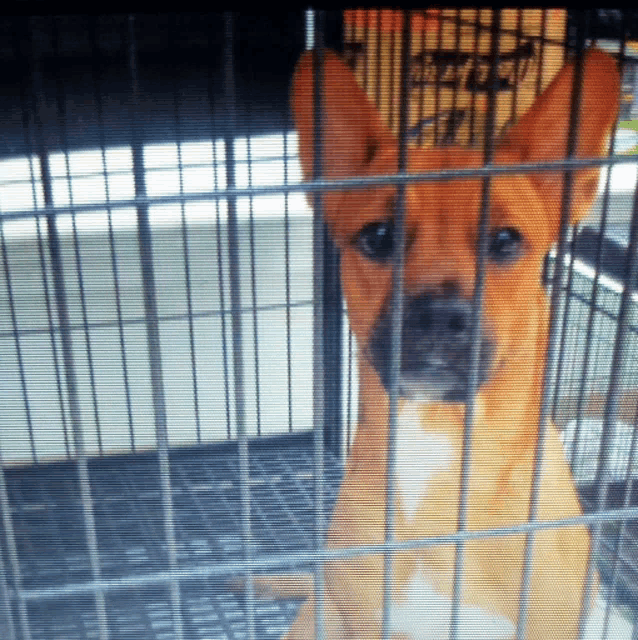 a dog in a cage with a sign that says ' shelter ' on it