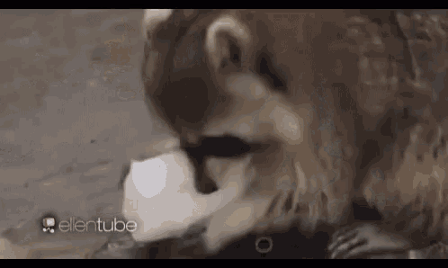 Cotton Candy GIF - Cotton Candy Racoon GIFs