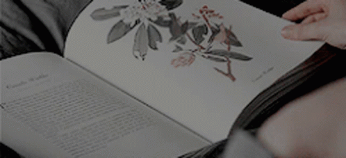 Book Turn The Pages GIF - Book Turn The Pages Reading GIFs