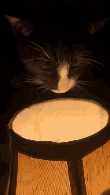 a black and white cat is drinking from a bowl of milk