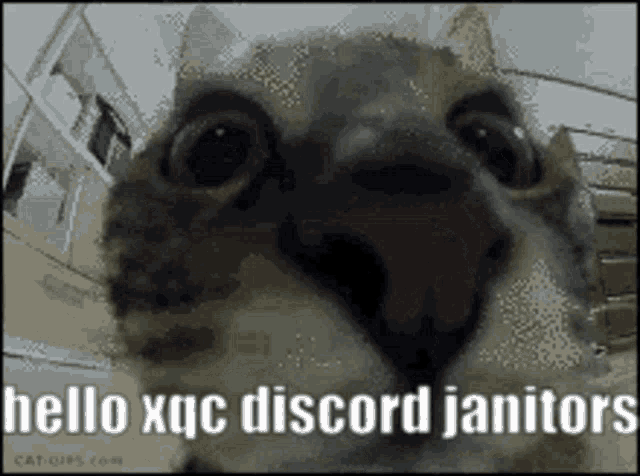 Xqcow Discord GIF
