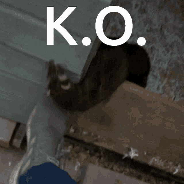 a picture of a ferret with the letters k.o.