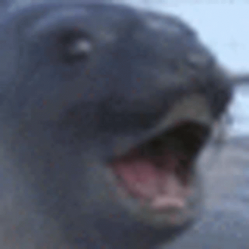 Seal Pog GIF - Seal Pog Discord GIFs