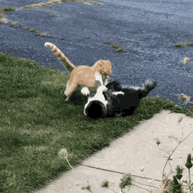 Cat Fight Cat Attack GIF - Cat Fight Cat Attack Square Up GIFs