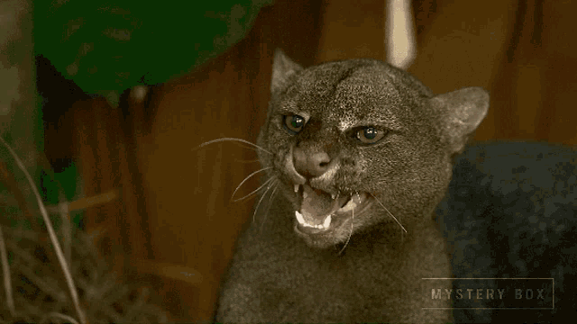 a close up of a cat with its mouth open and a mystery box logo behind it
