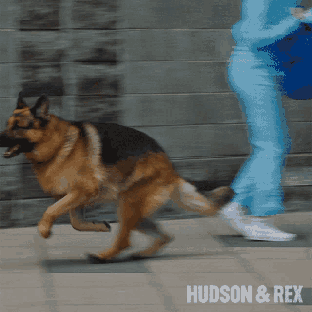 Running Rex GIF - Running Rex Diesel Vom Burgimwald GIFs