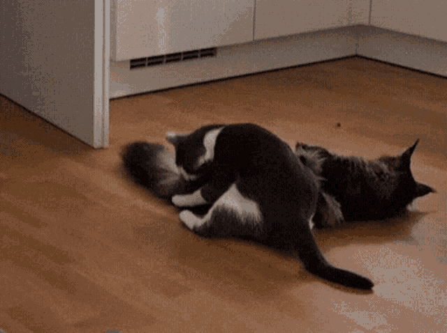 two cats are laying on a wooden floor