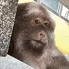 a close up of a monkey sitting on a couch .