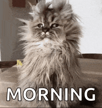 a fluffy cat is sitting on a table next to the word morning