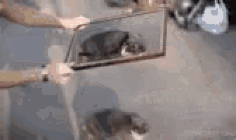 a person is holding a picture of a cat in a frame