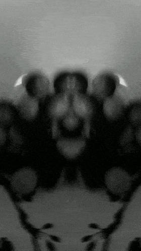 a black and white photo of a spider with a face