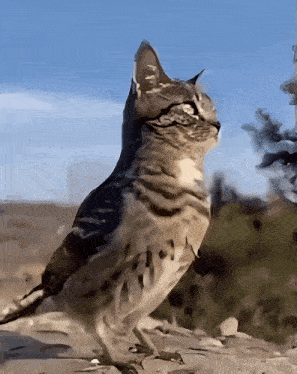 a bird that looks like a cat is standing on the ground