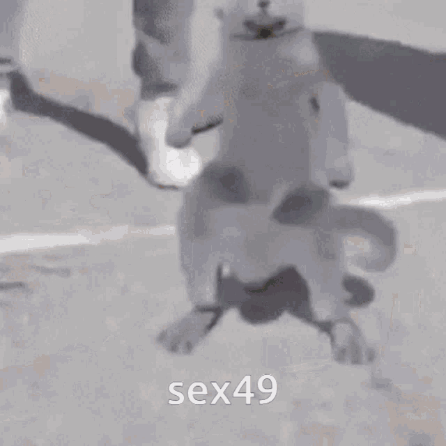 a dog is standing on its hind legs next to two men on a basketball court .