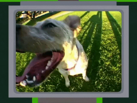 a picture of a dog with its mouth open standing in the grass