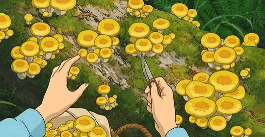 a person is picking mushrooms with a knife in a field .