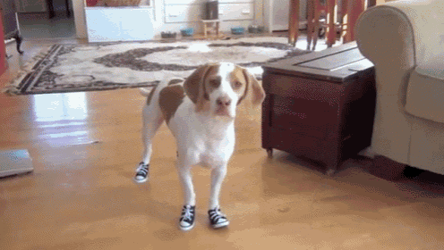 Do. Not. Want. GIF - Dog Shoes Booties GIFs