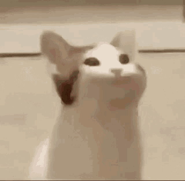Pop Cat GIF - Pop Cat GIFs