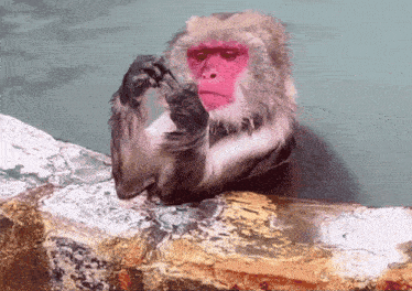 a monkey with a pink face is sitting on a rock near a body of water