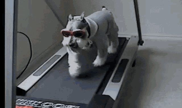 a dog wearing sunglasses and a sweater is running on a treadmill .
