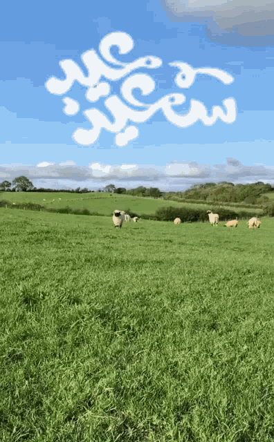a group of sheep grazing in a grassy field with arabic writing in the sky above them