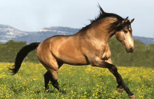 Cavallo GIF