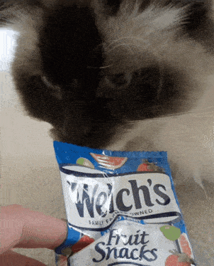 Welch Cat GIF - Welch Cat Ragdoll GIFs