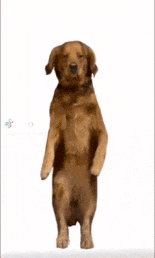 Ai Dog Dance GIF - Ai Dog Dance Ai Dog GIFs
