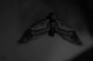 Moth GIF - Moth GIFs