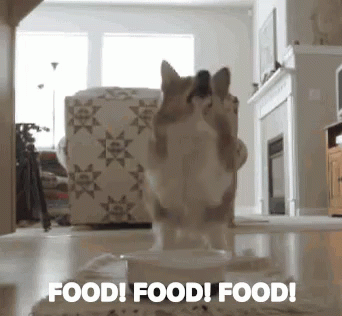 Food GIF - Dogs Food GIFs