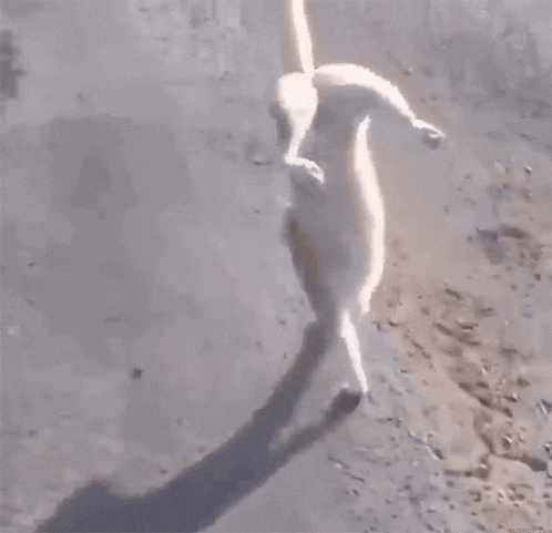 a white cat is walking on its hind legs on a concrete surface .