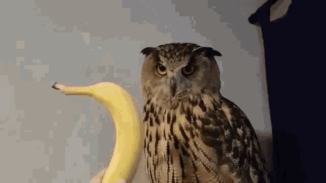 Yoll Eagle Owl Yoll GIF - Yoll Eagle Owl Yoll Banana GIFs