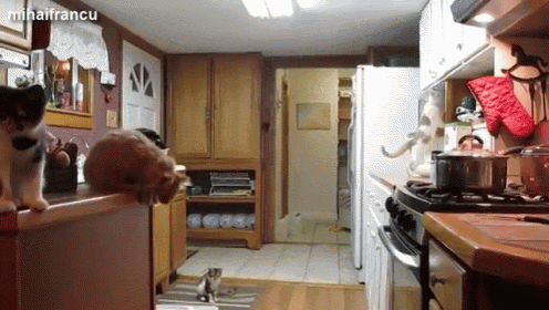 I Meant To Do That GIF - Cat Jump Fail GIFs