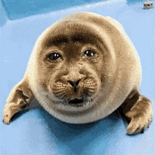 a seal with a lion 's face on it looks at the camera