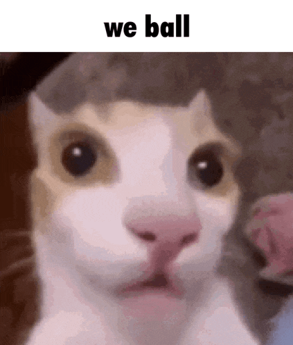 a close up of a cat 's face with the words `` we ball '' below it .