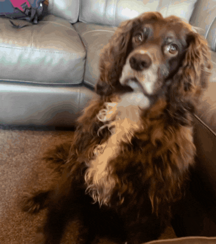 a brown and white dog is sitting on a couch looking at the camera
