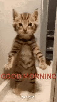 a kitten standing on its hind legs with the words `` good morning my boy '' written on it .