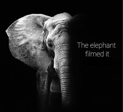 a black and white photo of an elephant 's face with the words `` the elephant filmed it '' .