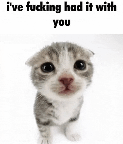 a scottish fold kitten is looking at the camera with the words `` i 've fucking had it with you '' .