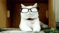 Cat Cute GIF - Cat Cute Glasses GIFs