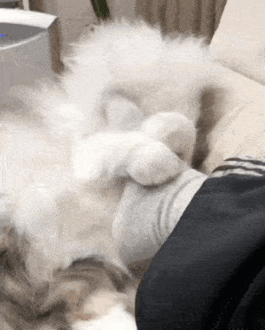 a fluffy white cat is laying on a couch next to a person 's feet .