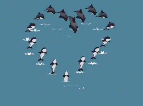 In Formation GIF - Dolphins Hearts Love GIFs